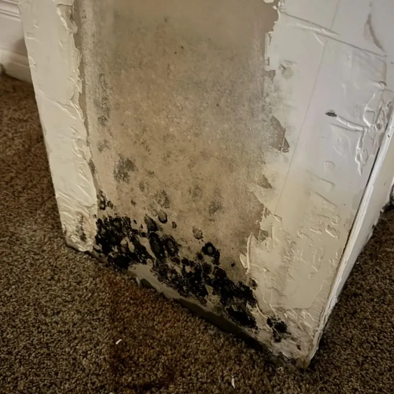 Professional Mold Removal in Stanton, ND
